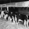 Brazil College cows at an exposition, 1964?