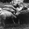 Brazil College, part of the sheep flock, 1970s