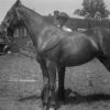 Horse that may be connected to Hinsdale Sanitarium and Hospital