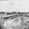 Solusi Mission ox teams and wagons loaded with grain off to Bulawayo, Southern Rhodesia