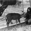 [Andrews University alumna petting a deer at a zoo in Florida]