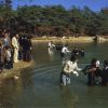 [Baptisms in Jemyong Lake near Sahmyook University in Seoul, South Korea]