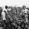 [Unknown people picking raspberries at Emmanuel Missionary College]