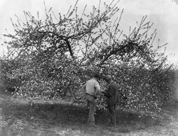 A unknown teacher and student from Madison College inspecting the fruit trees at the orchard in Ridgetop, TN