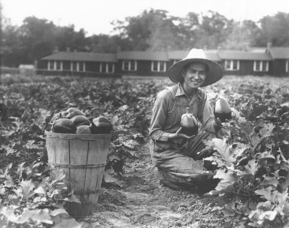 [An unknown man picking eggplant at Madison College]