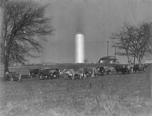 [Jersey cows grazing in front of Leland Straw's cabin and the water tank]