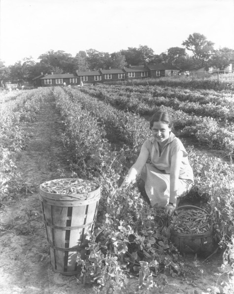 [Thelma Hansen picking vegetables at Madison College in Madison, TN]