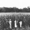 [Unknown people picking corn at Madison College]