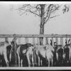 Goats feeding at Madison College farm