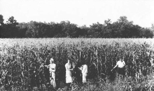 [Unknown people picking corn at Madison College]