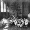 [Laying hens in the chicken coop at the Madison College farm]