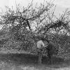 A unknown teacher and student from Madison College inspecting the fruit trees at the orchard in Ridgetop, TN