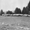 Sheep grazing near Madison Sanitarium