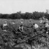 Unknown students picking peas at Madison College