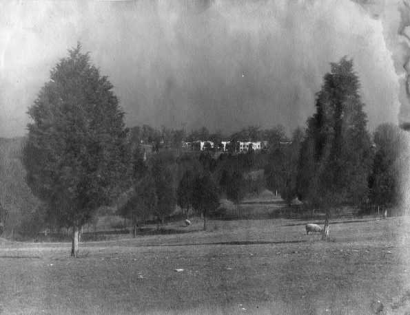 A glimpse of Madison Sanitarium with sheep grazing in the foreground