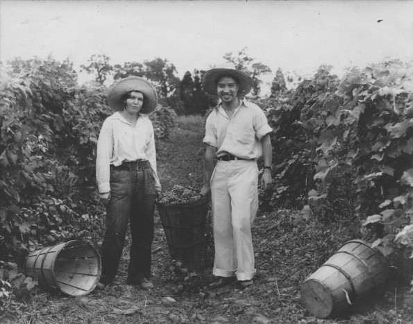 [Two unknown people working in the vineyard at Madison College]