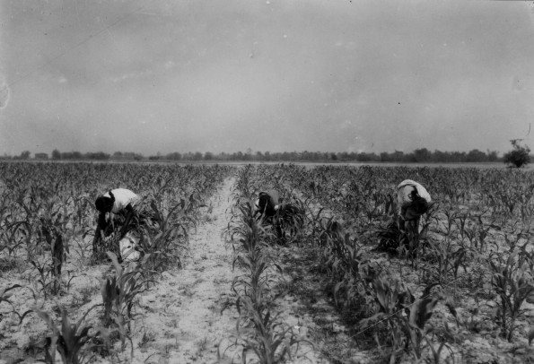 Raymond Memorial School students cultivating maize