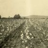 Oakwood College cotton field