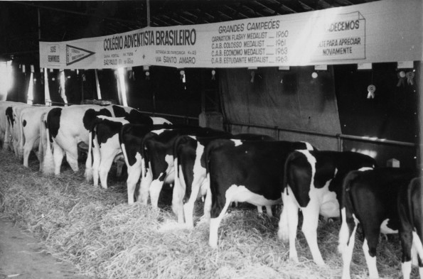 Brazil College cows at an exposition, 1964?