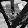 Andrews University Campus Scenes (Birds nest)