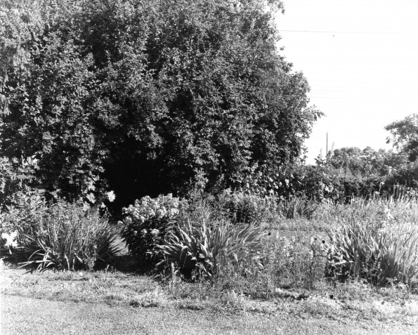 Emmanuel Missionary College Campus Scenes (Garden)