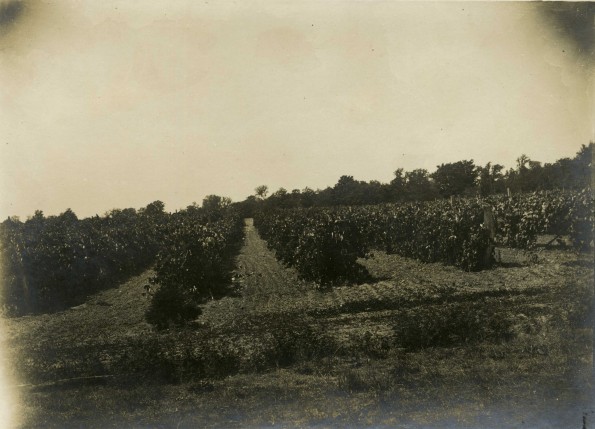 [Emmanuel Missionary College, Berrien Springs, Michigan, vineyard]