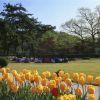 [Springtime on the campus of Korean Sahmyook University]