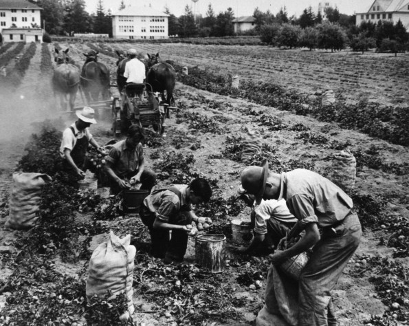 [Unknown people picking potatoes at Emmanuel Missionary College]