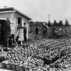 [Unknown people picking tomatoes on the farm at Emmanuel Missionary College]
