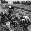 [Unknown people picking potatoes at Emmanuel Missionary College]