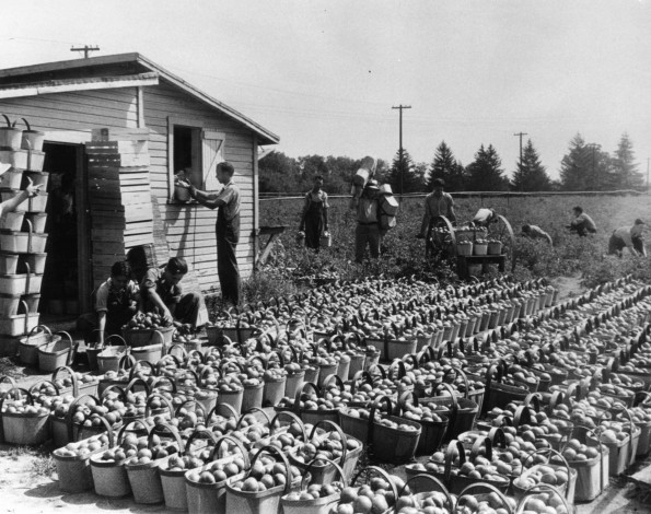 [Unknown people picking tomatoes on the farm at Emmanuel Missionary College]