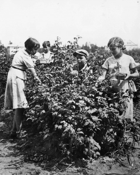 [Unknown people picking raspberries at Emmanuel Missionary College]