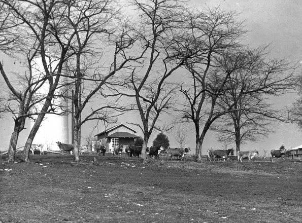 Cows, the water tank and Leland Straw's Cabin