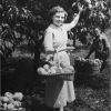 [Jean Hollingsworth and Lester Culpepper picking peaches at the Madison College farm]