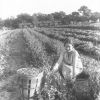 [Thelma Hansen picking vegetables at Madison College in Madison, TN]