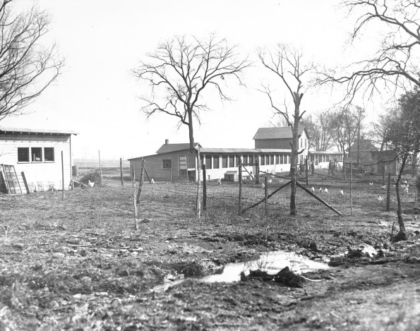 [The chicken farm at Madison College]