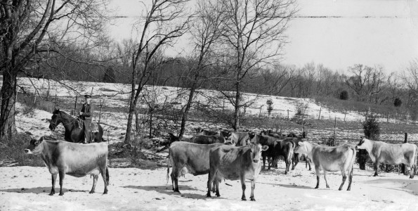 [Unknown man on a horse with Madison College's jersey cows]