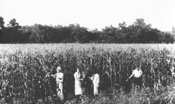 [Unknown people picking corn at Madison College]