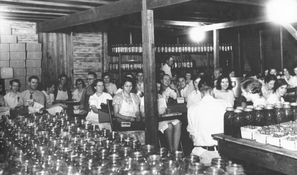 [Unknown group cutting at jarring strawberries at Madison Foods cannery in Madison, TN]
