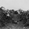 Two unknown people picking grapes in the Madison College vineyard