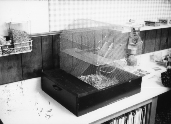 A hamster cage at Batesville Seventh-day Adventist Church School