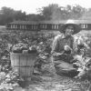 [An unknown man picking eggplant at Madison College]