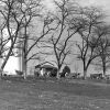 Cows, the water tank and Leland Straw's Cabin