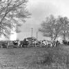 Cows, the water tank and Leland Straw's Cabin