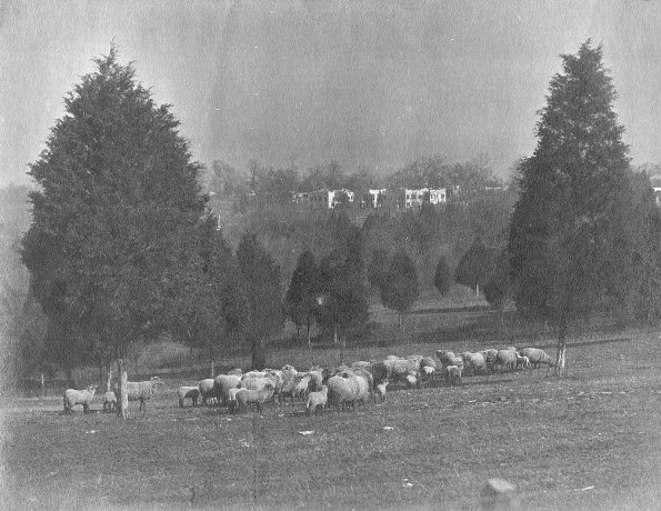 Sheep grazing with Madison Sanitarium in the distance
