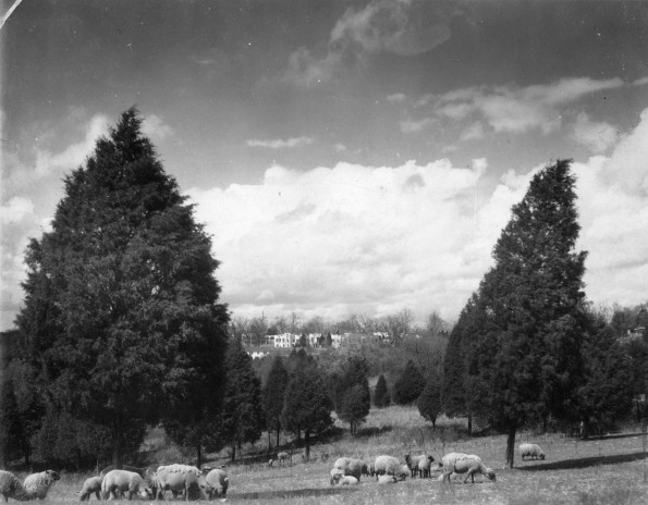 Sheep grazing with Madison Sanitarium in the distance