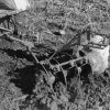 A cultivator in use at the farm at Madison College