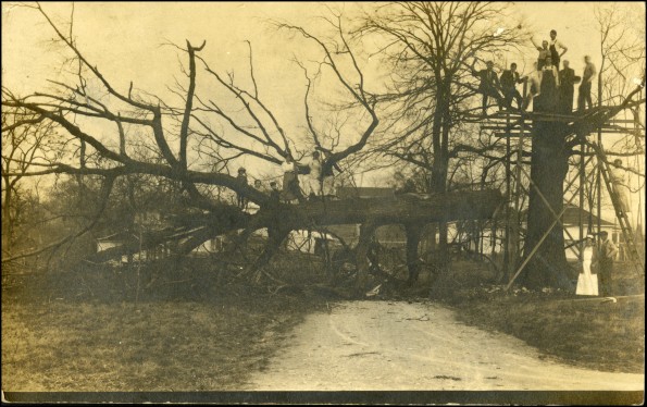 Downed tree on the campus of Madison College
