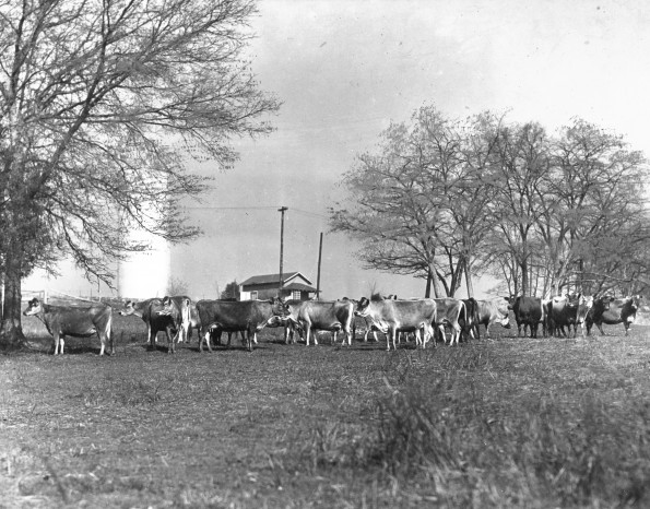 Cows, the water tank and Leland Straw's Cabin