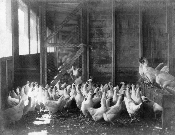 [Laying hens in the chicken coop at the Madison College farm]
